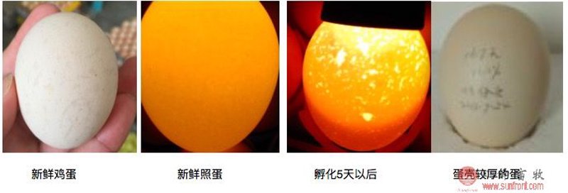 鸡蛋交易市场:一场无声的博弈