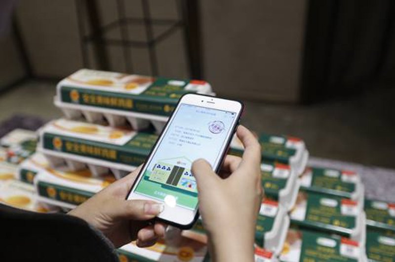 如何选购鸡蛋?一份详细的资讯清单